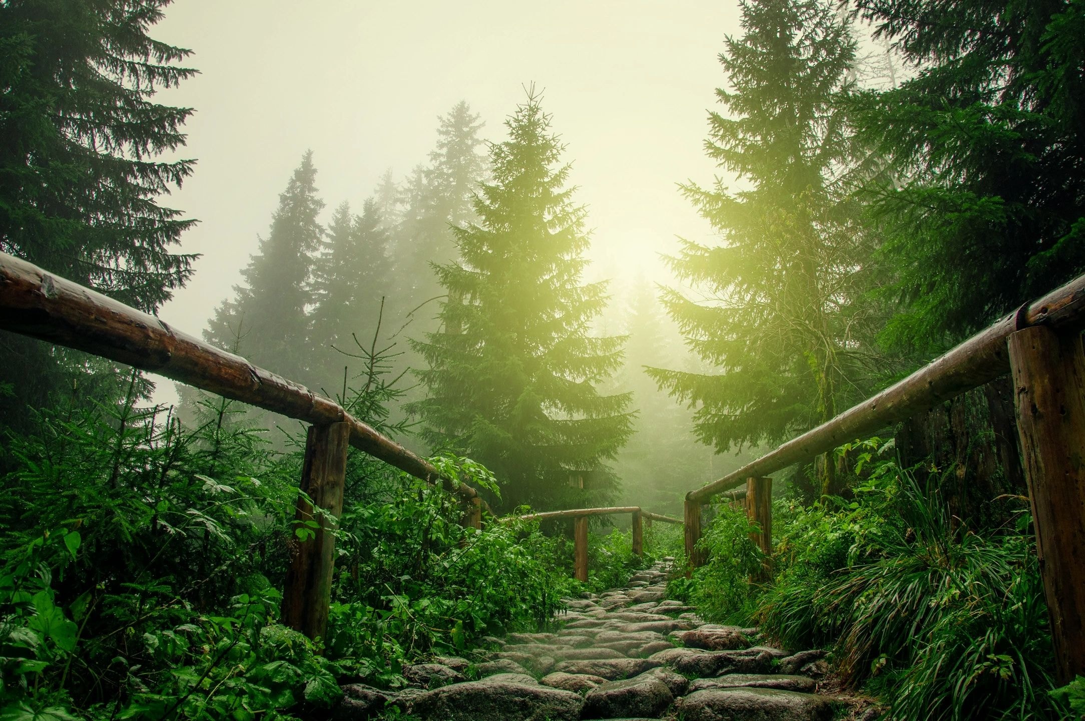 Forest path nature scene